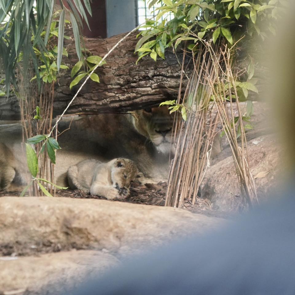 Einer der beiden kleinen Asiatischen Löwen im Schweriner Zoo