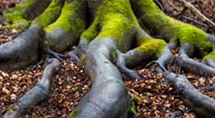 Imagefilme entführen in die Welt der Buchenwälder © Nordreisender - Fotolia.com