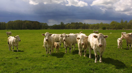 Kühe auf der Weide, Quelle: Pressefoto Angelika Lindenbeck