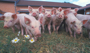 Symbolfoto: Schweine auf einer Wiese