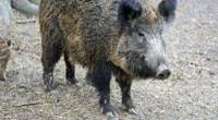 Symbolfoto: Wildschwein