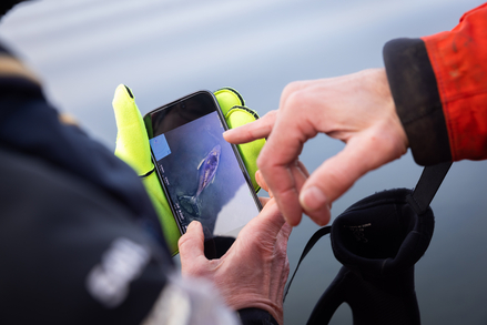 gestrandeter Wal Ostsee / Foto: Daniel Müller / Greenpeace