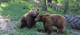 Bären und Wölfe im Wildpark-MV