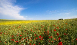 Blumen im Rapsfeld