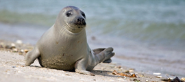 Kegelrobbe am Strand Foto: Helgo - fotolia.com Kegelrobbe am Strand