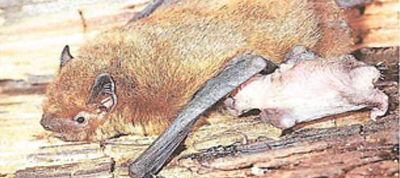 Zwergfledermaus (Pipistrellus pipistrellus) mit Jungtier © Grimmberger, E. , LUNG Zwergfledermaus (Pipistrellus pipistrellus) mit Jungtier