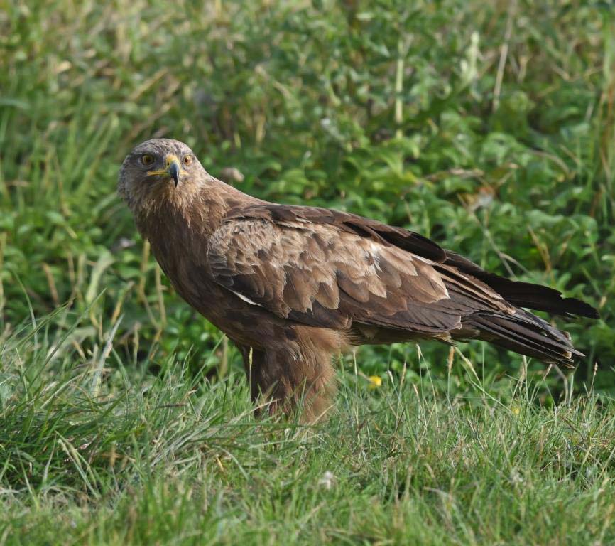Schreiadler