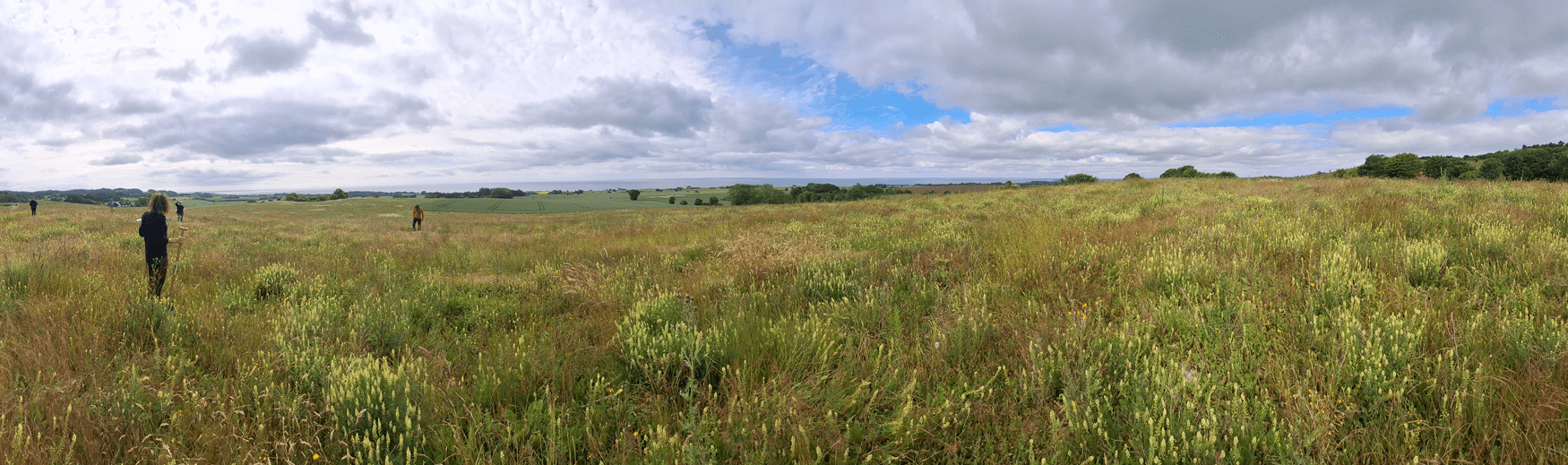 Eine Panorama-Aufnahme eines Kalktrockenrasens.