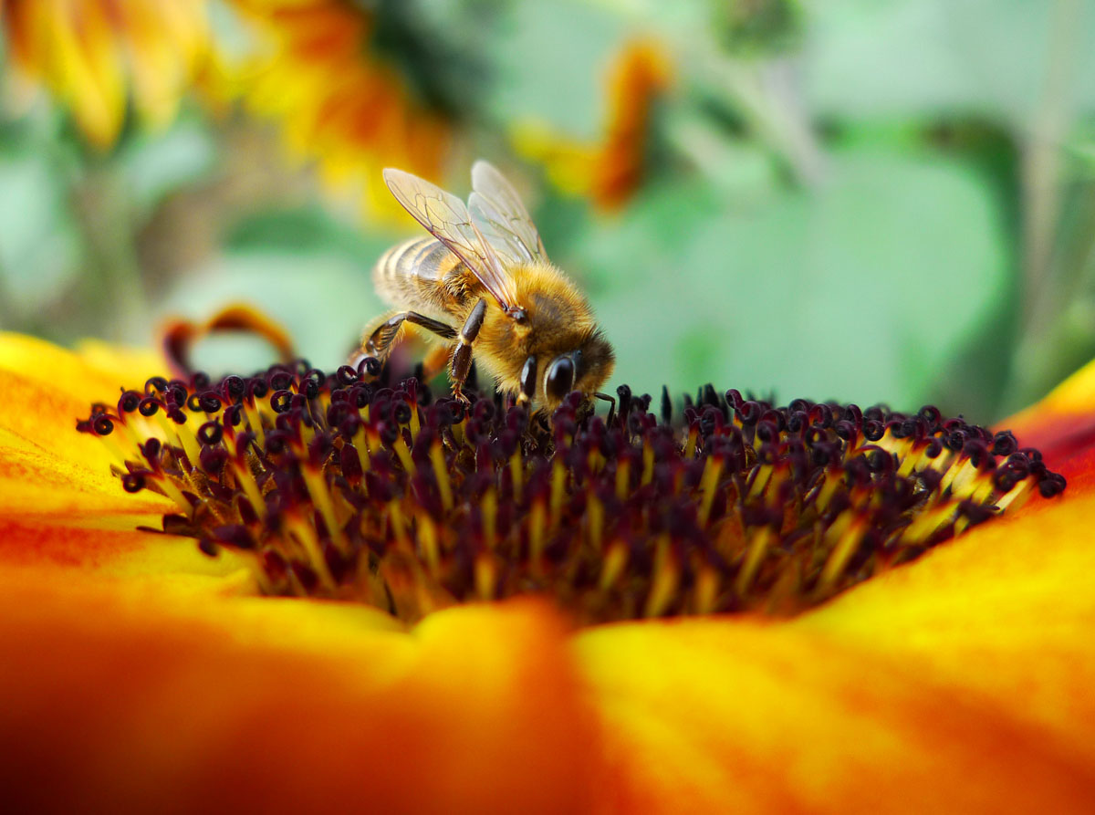 Biene auf Blüte