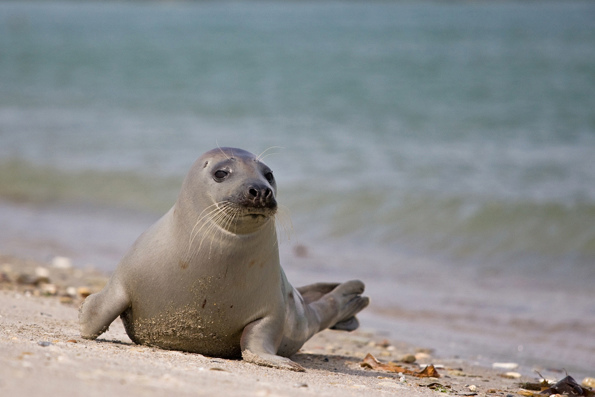 Kegelrobbe am Strand Foto: Helgo - fotolia.com Kegelrobbe am Strand