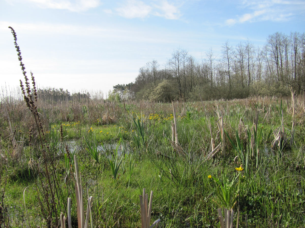 Sommerwiese
