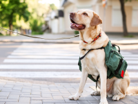 Beiger Hund mit einem Geschirr, an dem Taschen befestigt sind.