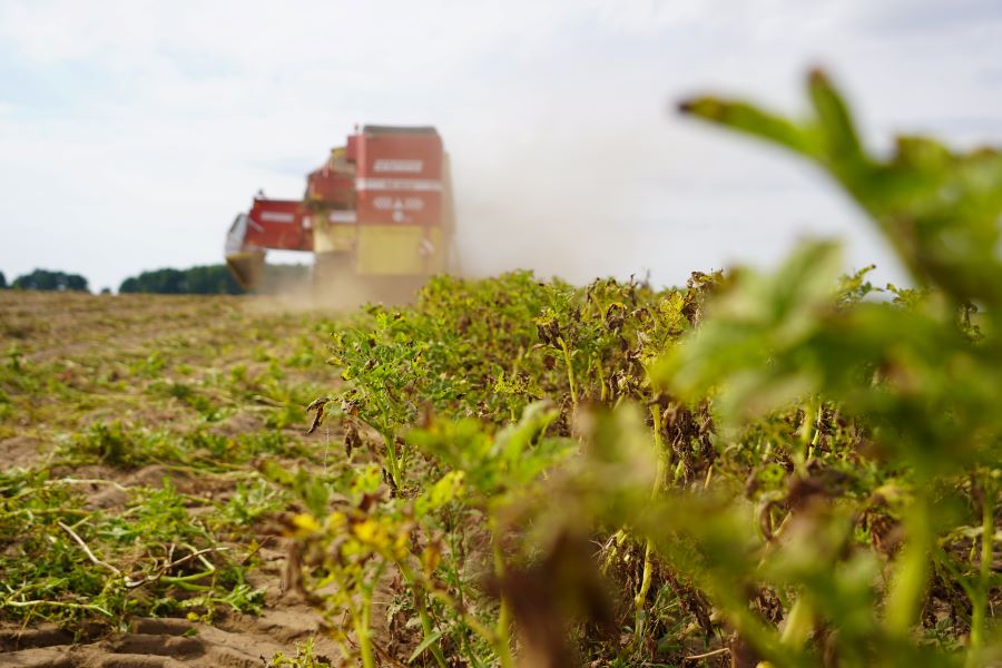 Circa 1.500 ha landwirtschaftliche Nutzfläche bewirtschaftet der Betrieb der „Vipperow Agrar GmbH&CoKG“. Hier zu sehen ist die Kartoffelernte.
