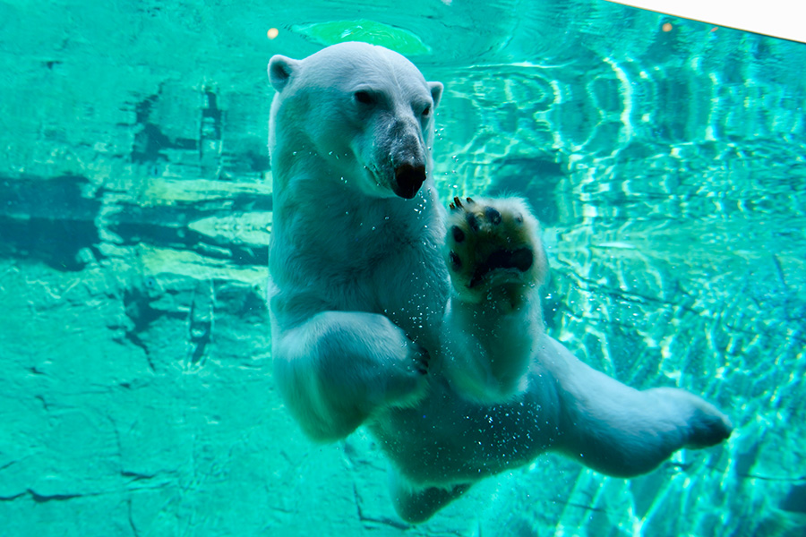 Eisbär im Unterwasseraquarium des Rostocker Zoos