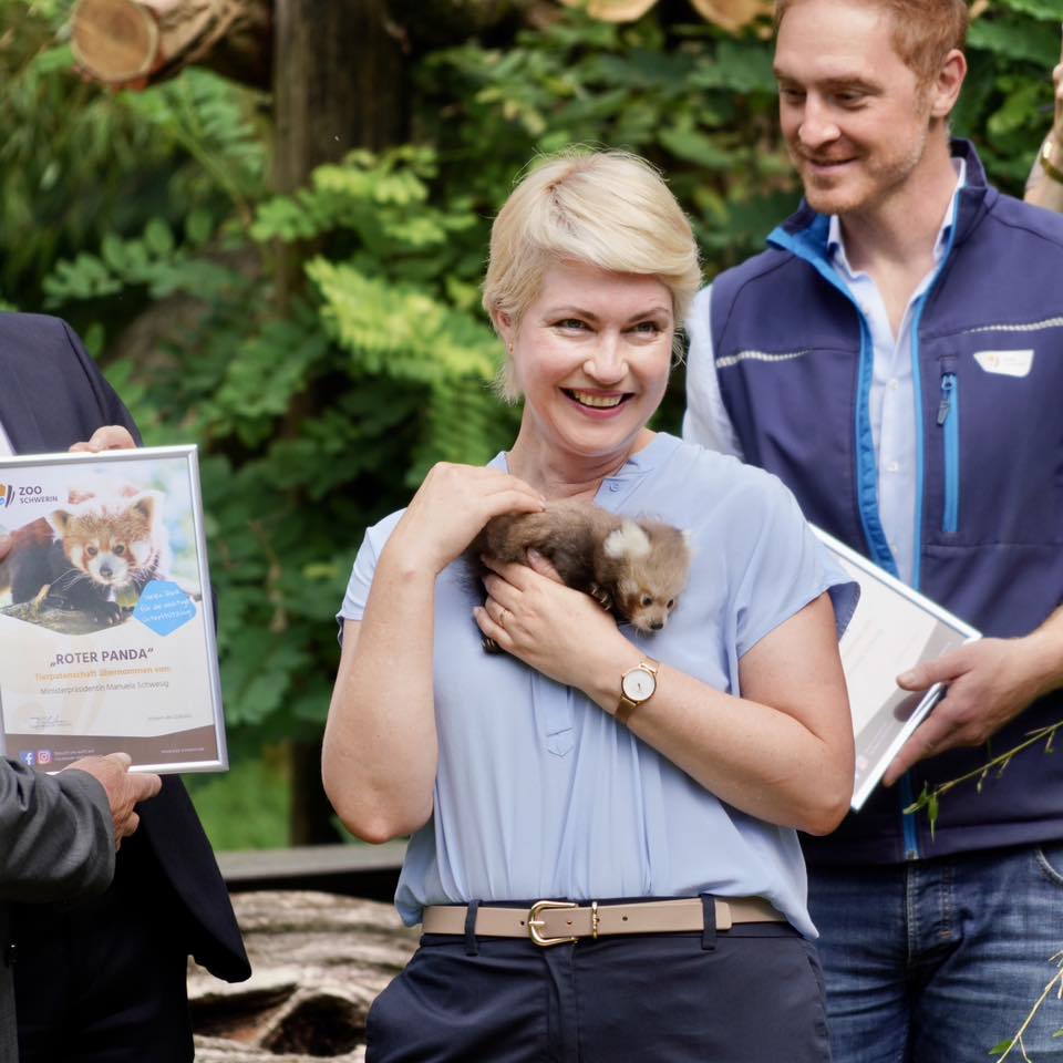 Die Ministerpräsidentin hält den kleinen Roten Panda in den Händen. Im Hintergrund ist links die Patenschaftsurkunde zu sehen und rechts Zoodirektor Dr. Tim Schikora © StK M-V Die Ministerpräsidentin hält den kleinen Roten Panda in den Händen. Im Hintergrund ist links die Patenschaftsurkunde zu sehen und rechts Zoodirektor Dr. Tim Schikora